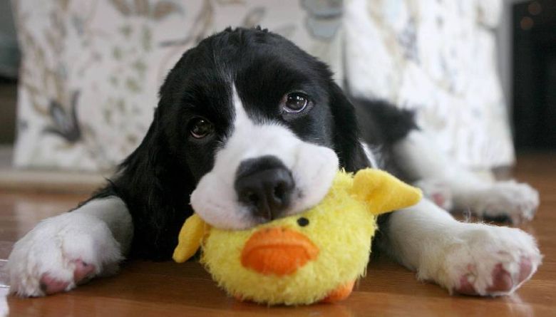 Je hond leren speeltjes opruimen